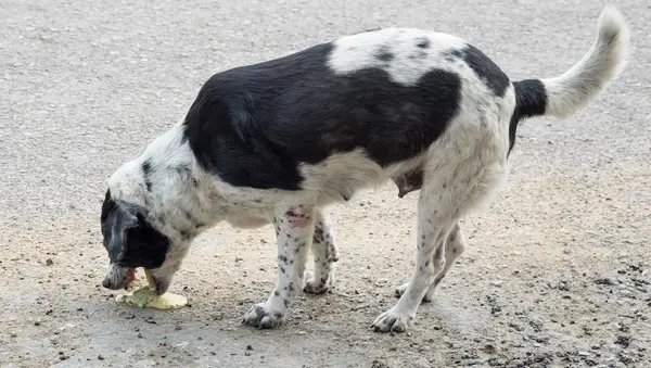 Dog pet sick vomit liquid