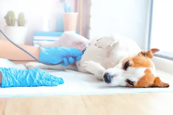 A veterinarian examines a pregnant Jack Russell Terrier, an important step during a healthy dog pregnancy. A vet can help you know how long dogs are pregnant.