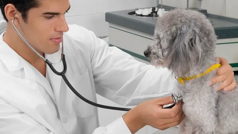 Veterinär undersöker en hund med ett stetoskop' title=