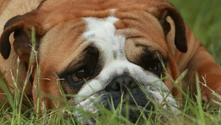 Pulmonell hypertoni hos hundar: Symtom orsaker och behandlingar' decoding='async' fetchpriority='high' title=