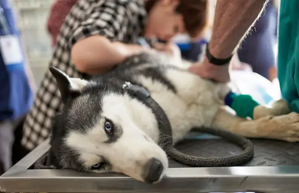 犬の胃の拡張 - ボルバス（GDV）：症状、原因、