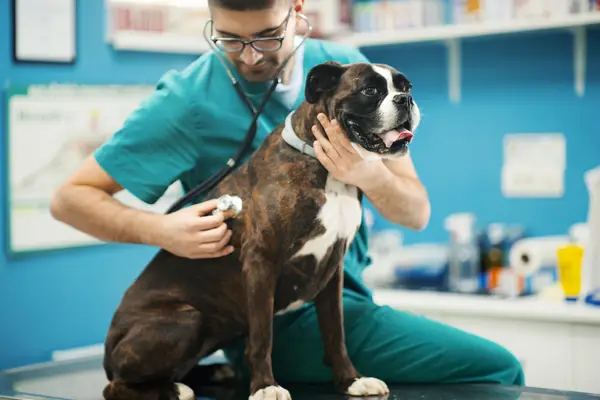 Højere luftvejsinfektioner hos hunde: symptomer, årsager,