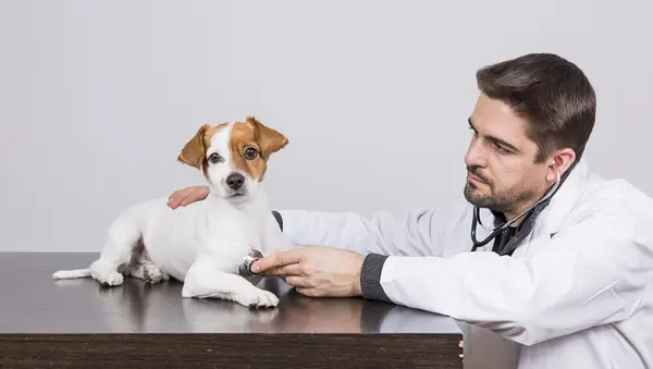 W przeciwieństwie do psów: objawy, czynniki,