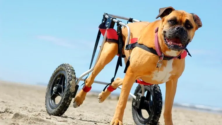 개는 주인의 장치의 도움을 받아 돌아다닙니다.' title=