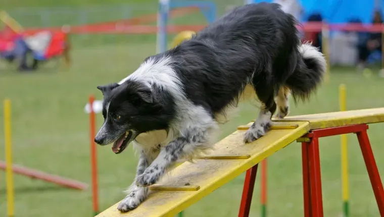 Hunde IQ-test udviklet for at finde ud af, om smarte hunde lever længere