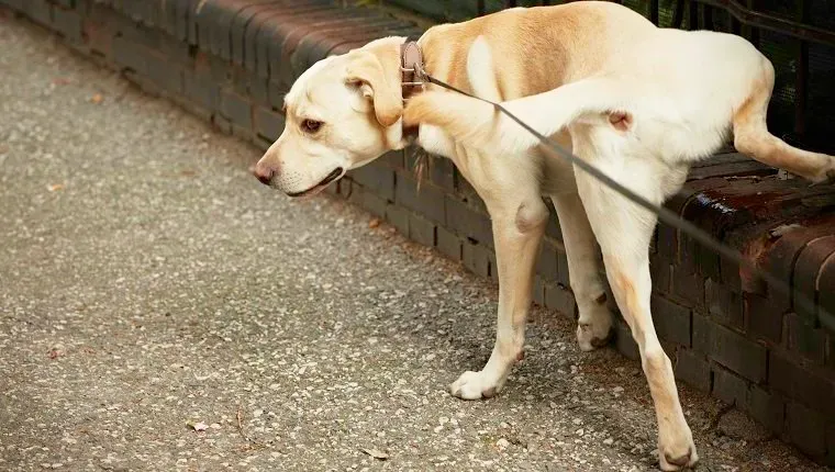 Labrador pinkelt auf Ziegelwand' title=
