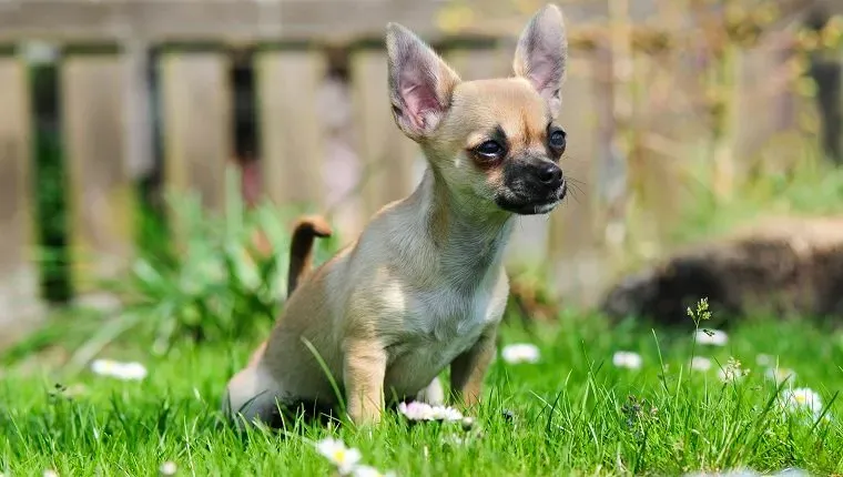 Chihuahua-Welpe macht Pipi im Gras.' title=