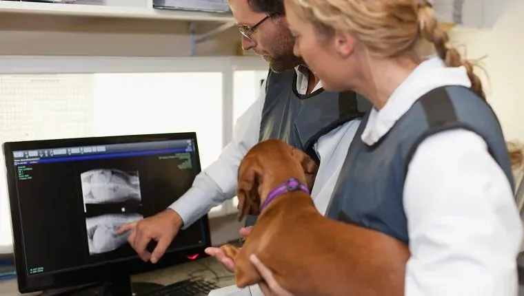 Veterináři zkoumající rentgenové paprsky v kanceláři' title=