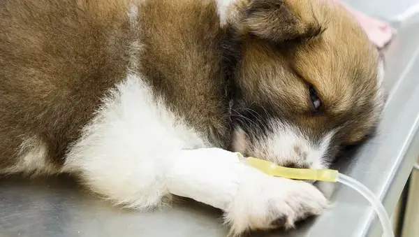 illness puppy with intravenous drip on operating table in veterinarian