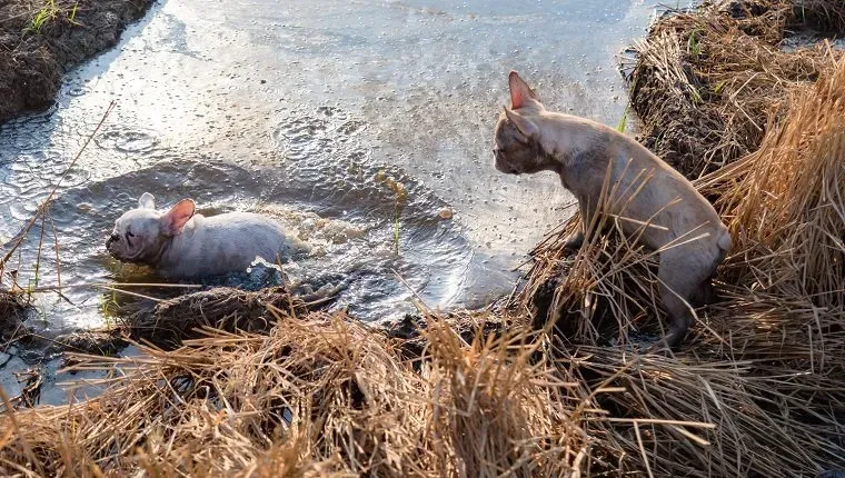Smutsig fransk bulldog leker på fältet' title=