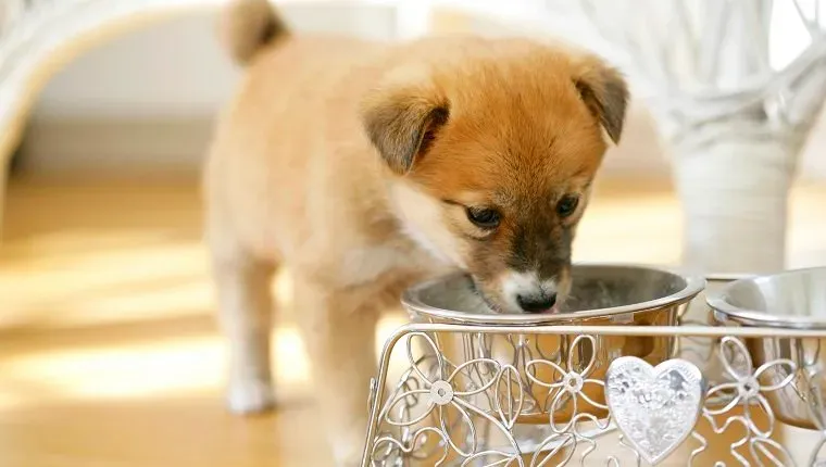 Dricksvatten för valp' title=