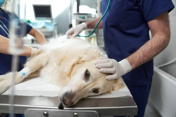 Xilazina šunys: naudokite, minkštas,