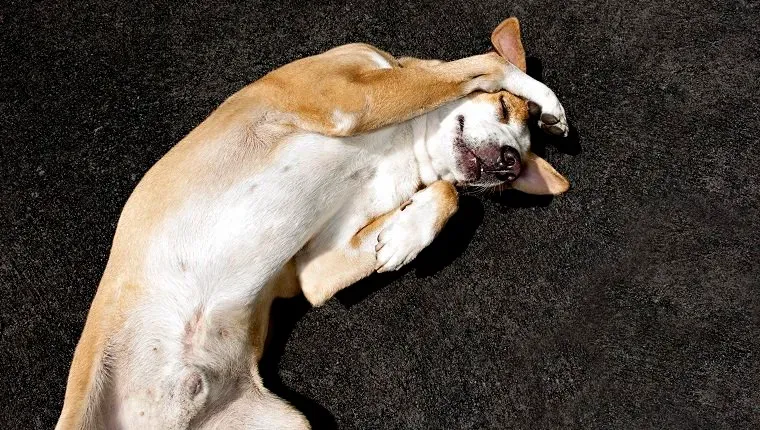 כלב נראה עצוב משועמם בודד חולה.' title=