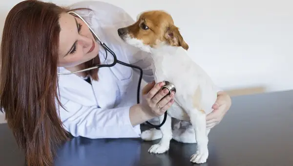 Hundefehler (VSD) für Hund: Symptome, Ursachen,