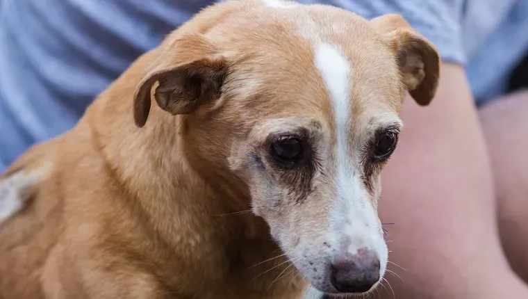 수술 후 아래를 내려다보는 슬픈 개.' title=