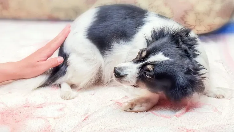 흑인과 백인 집 무서워 개' title=