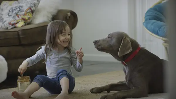 O que é Xilitol? Por que é ruim para cães?