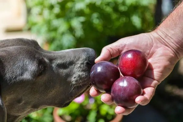 Curious dog inspecting hand holding Santa Rosa Plums