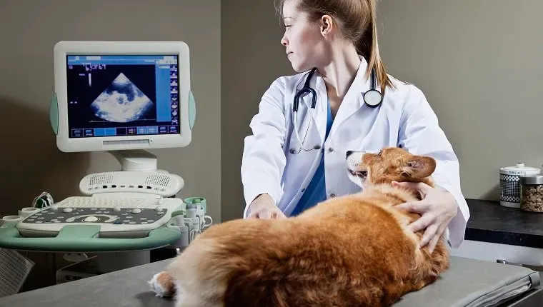 Veterinár robí ultrazvukové vyšetrenie na Corgi' title=