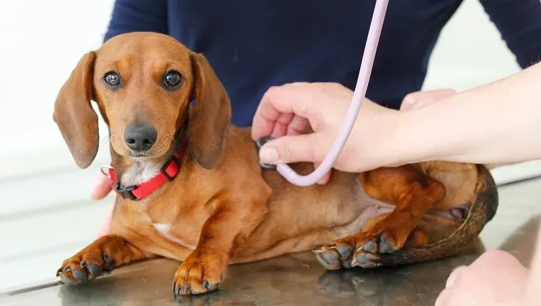 LANDSHUT NEMECKO - 13. mája: Vypočutie vyšetrovania psa 13. mája 2015 v Landshute v Nemecku. (Foto: Isa Foltin/Getty Images)' title=