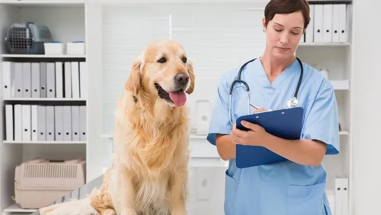 Veterinár vyšetruje psa a píše do schránky v lekárskej kancelárii' title=