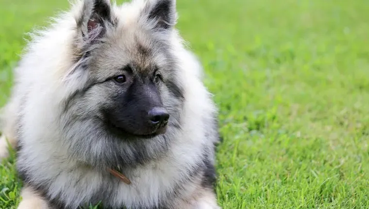 Čudovita umirjena slika psa Keeshond, ki počiva na prostem, s prostorom za kopijo.' title=
