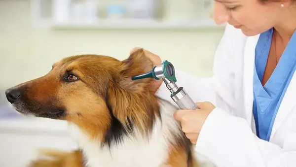 Cropped shot of a veterinarian examining a dog