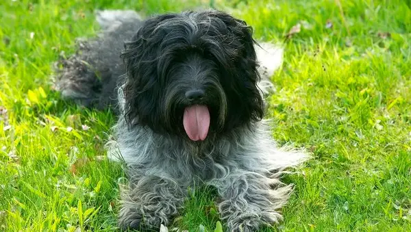Schapendoe or Dutch sheepdog, Canis familiaris, resting in grass, tongue lolling. (Photo by: Auscape/UIG via Getty Images)
