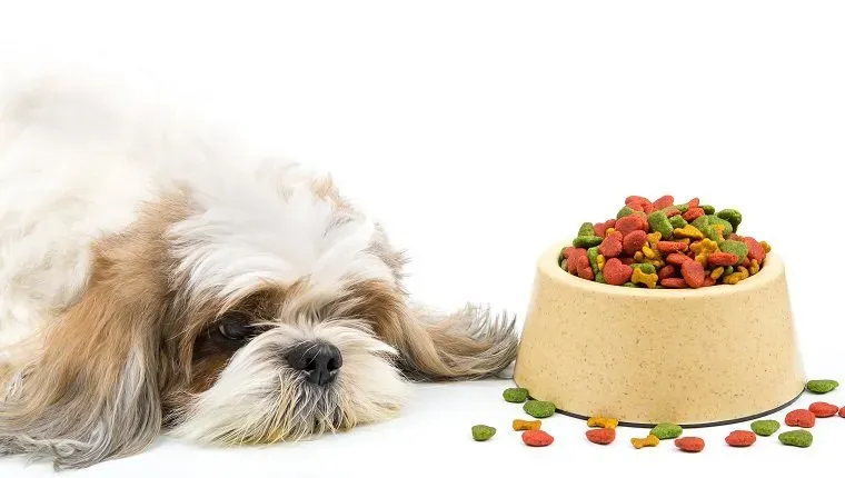 Dog be bored with pasja hrana Anoreksija. Selektivni poudarek na peletih hrane' title=