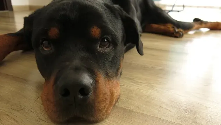 Rottweiler se je pravkar zbudil na tleh. Izraz njegovega obraza je čudovit.' title=