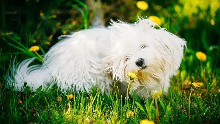 Lustiger weißer Bichon-Bolognese-Hund sitzt im grünen Gras und schnuppert Löwenzahnblüten im Park' title=