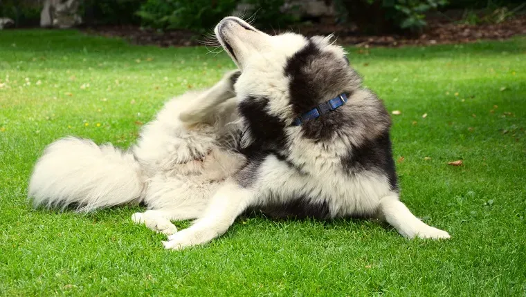 Kontaktdermatitis bei Hunden: Symptome, Ursachen und Behandlungen