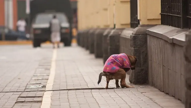 (Picture Credit: Getty Images)' title=