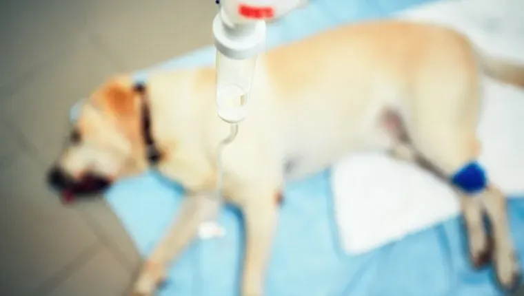 Labradorský retrívr na veterinární klinice. Starý nemocný pes s infuzí. - selektivní zaměření' title=