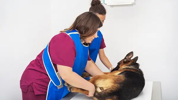 Hipertrofikus osteopathia kutyákban (túlzott csontnövekedés): tünetek, okok,