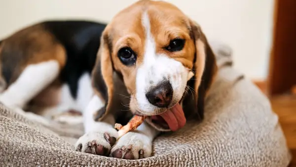 Hundedarmhindernisse: Symptome, Ursachen,