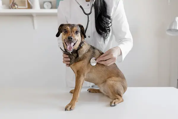 Телефон для собак: симптомы, факторы,