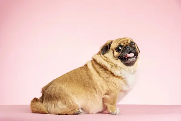 Hunde in Hunden: Symptome, Ursachen,