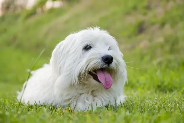 Close up of cute Coton de Tulear dog sitting on green fresh cut grass.