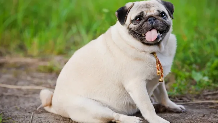 פאג קטן ושמן יושב על המדרכה בפארק הקיץ' title=