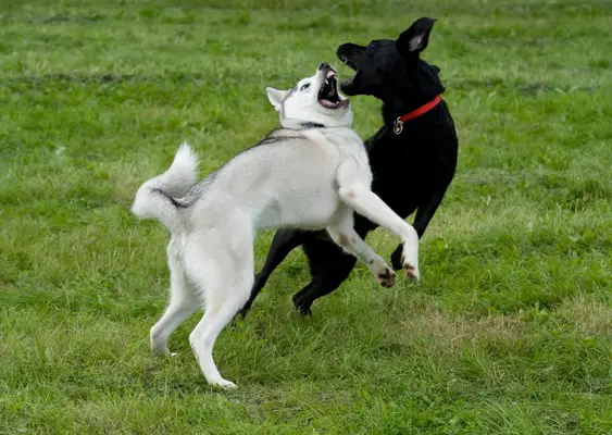 Two dogs fighting outdoors.