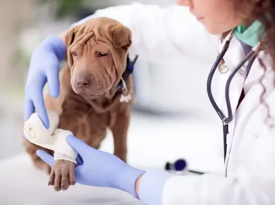 Vet bandaging Shar-Pei dog’s paw after draining abscess.