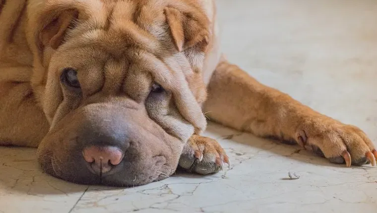 (Credit imagine: Getty Images)' title=