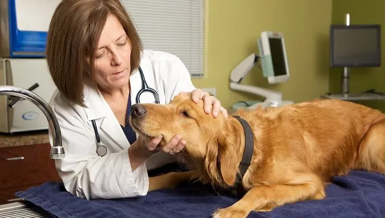 O femeie veterinară care poartă o haină de laborator și un stetoscop dă un examen unui câine Golden Retriever în clinica ei' title=