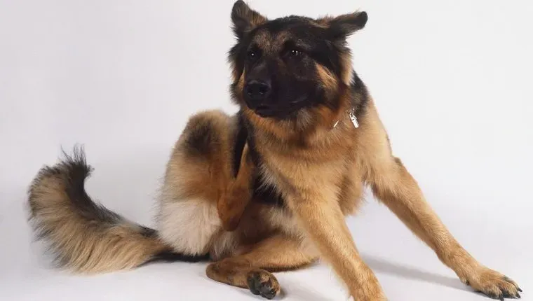 Srbenje nemškega ovčarja' title=