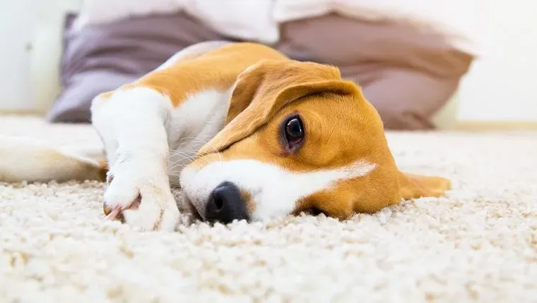 Utrujen pes na preprogi. Žalosten beagle na tleh. Pes po treningu leži na mehki preprogi. Beagle z žalostno odprtimi očmi v zaprtem prostoru. Čudovito živalsko ozadje.' title=