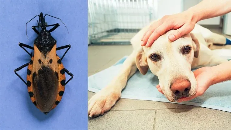 Chagas sjukdom hos hundar: symtom, orsaker och behandlingar