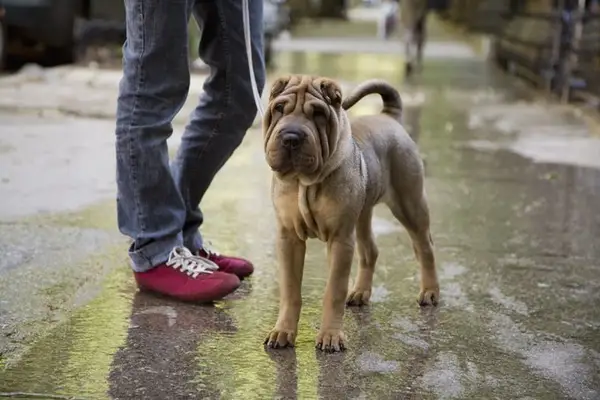 Din hund 101: Hälsa, heta platser, problem