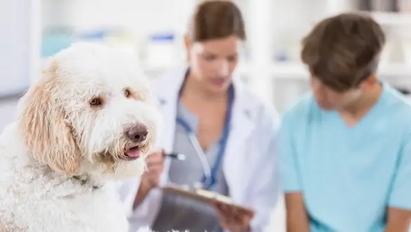 Veterinarian talks with dog owner while dog waits in the foreground. The vet is discussing the dog