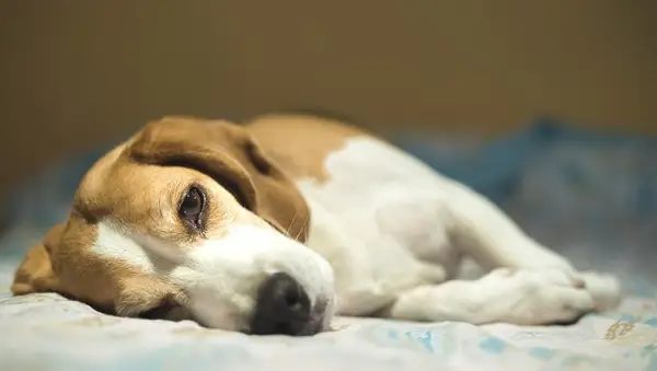 A beagle dog resting in the bed